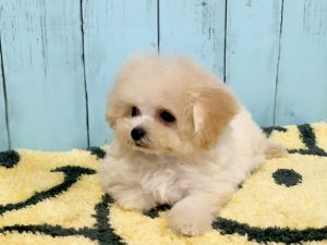 ビションプー