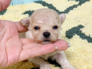 ビションプー