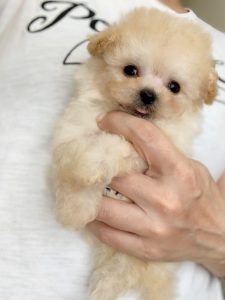 ビションプー子犬