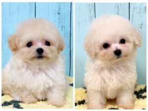 ビショプー子犬