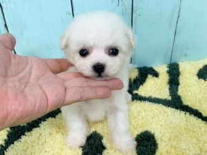 ビションフリーゼ子犬