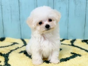 ビションプー子犬