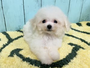 ビショプー