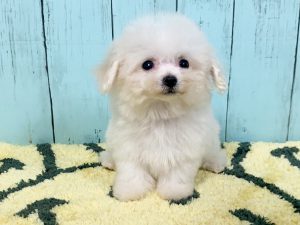 ビショプー