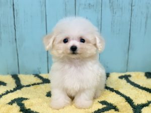 ビションプー子犬