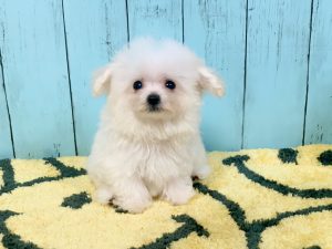 ビショプー男の子