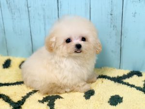 ビショプー