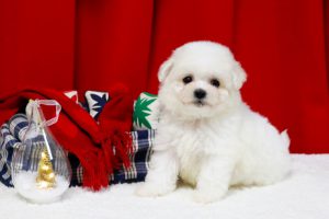 ビションプーの子犬