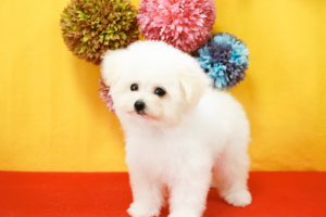 ビションプー子犬