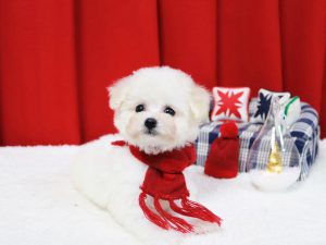 ビショプー