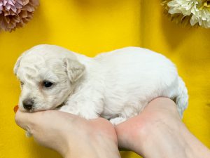 ビショプー子犬