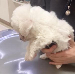 ビションプー子犬
