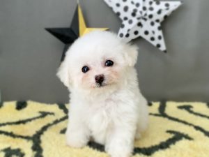 ビショプー子犬