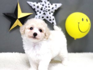 ビションプー子犬