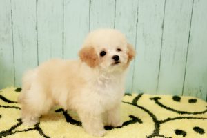 ビショプー子犬