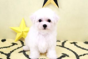 ビションフリーゼ子犬