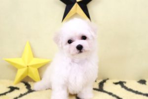 ビションフリーゼ子犬
