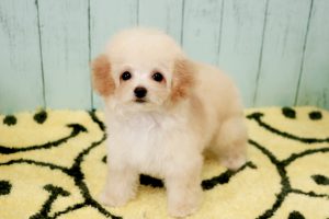 ビションプー