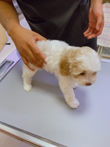コッカプー子犬