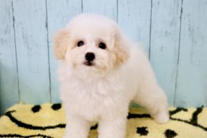 コッカプー子犬