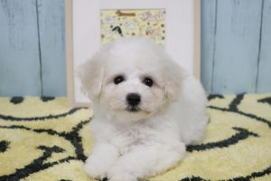 ビションフリーゼ男の子