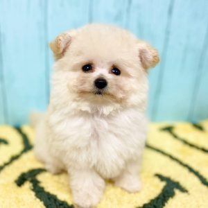 ビションプー子犬