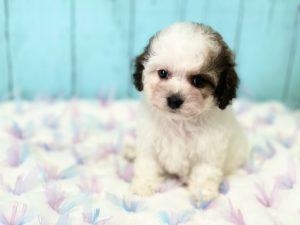 コッカプー子犬