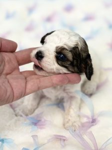 コッカプー子犬