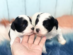 コッカプー子犬
