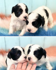 コッカプー子犬
