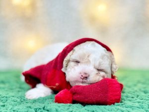 コッカプー子犬