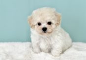 ビションプー子犬